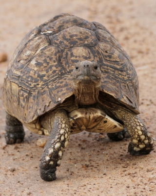 Żółw lamparci - Stigmochelys pardalis - Leopard tortoise