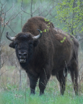 Żubr - Bison bonasus - European bison