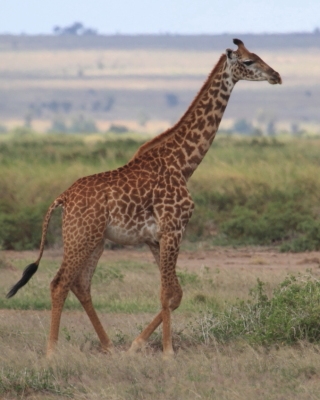 Żyrafa masajska - Giraffa tippelskirchi - Masai giraffe