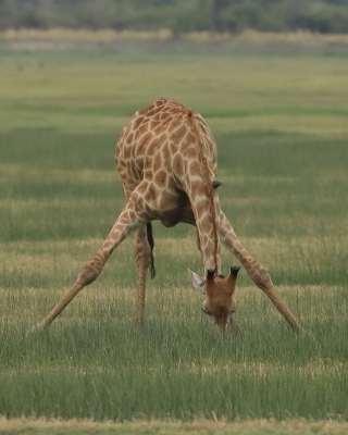 Żyrafa południowa - Giraffa giraffa - Southern giraffe