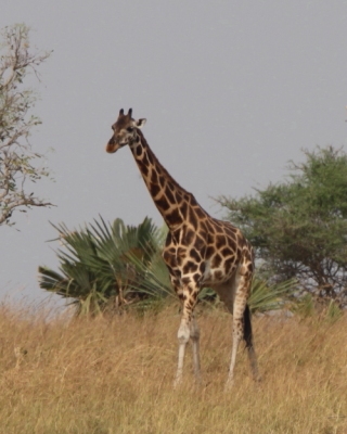 Żyrafa północna - Giraffa camelopardalis - Northern giraffe
