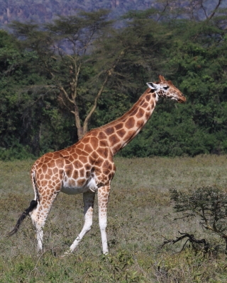 Żyrafa siatkowana - Giraffa reticulata - Reticulated giraffe