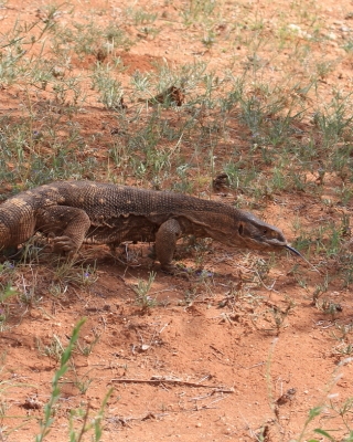 Waran stepowy - Varanus exanthematicus - Savannah monitor