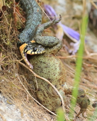 Zaskroniec - Natrix natrix - Grass snake