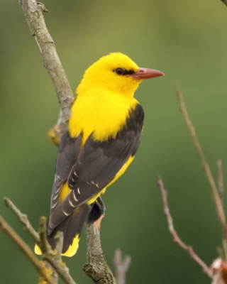 Wilga zwyczajna - Oriolus oriolus - Eurasian Golden-Oriole