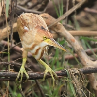 Bączek żółtawy - Ixobrychus sinensis