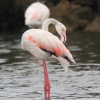 Flaming różowy - Phoenicopterus roseus - Greater Flamingo