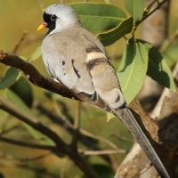 Turkaweczka czarnogardła - Oena capensis - Namaqua Dove