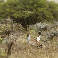 Drop olbrzymi - Ardeotis kori - Kori Bustard