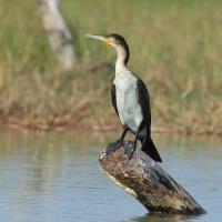 Kormoran etiopski - Microcarbo africanus - Reed Cormorant