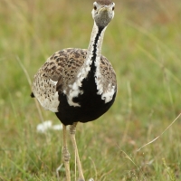 Dropik czarnobrzuchy - Lissotis melanogaster - Black-bellied Bustard