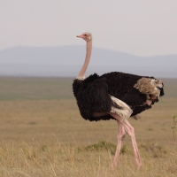 Struś czerwonoskóry - Struthio camelus - Common Ostrich