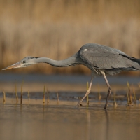 Czapla siwa - Ardea cinerea -Grey Heron