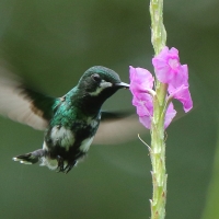 Kolcosterek zielony - Discosura conversii - Green Thorntail