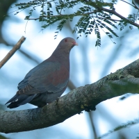 Gołąbczak czerwonodzioby - Patagioenas flavirostris - Red-billed Pigeon