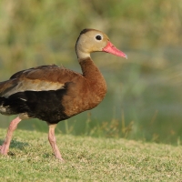 Drzewica czarnobrzucha - Dendrocygna autumnalis - Black-bellied Whistling-duck