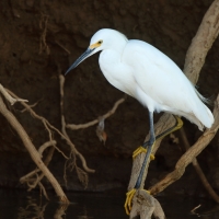 Czapla śnieżna - Snowy Egret