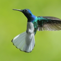 Nektareczek błękitny - Florisuga mellivora - White-necked Jacobin