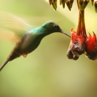 Kwiaciarek rudosterny - Chalybura urochrysia - Bronze-tailed Plumeleteer