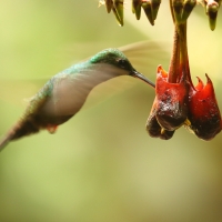Kwiaciarek rudosterny - Chalybura urochrysia - Bronze-tailed Plumeleteer