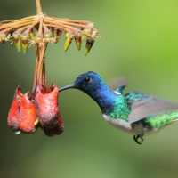 Nektareczek błękitny - Florisuga mellivora - White-necked Jacobin