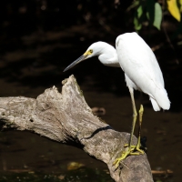 Czapla śnieżna - Snowy Egret