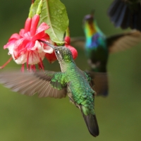 Ametyścik cienkodzioby - Eugenes fulgens - Magnificent Hummingbird