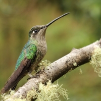 Ametyścik cienkodzioby - Eugenes fulgens - Magnificent Hummingbird