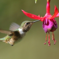 Rudaczek kryzowany - Selasphorus flammula - Volcano Hummingbird