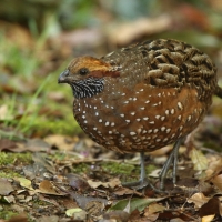 Przepiór brązowy - Odontophorus guttatus - Spotted Wood Quail