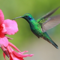 Uszatek zielony - Colibri thalassinus - Green Violetear