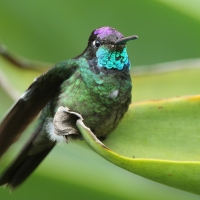 Ametyścik cienkodzioby - Eugenes fulgens - Magnificent Hummingbird
