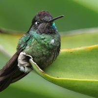 Ametyścik cienkodzioby - Eugenes fulgens - Magnificent Hummingbird