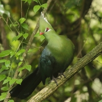 Turak ostroczuby - Tauraco livingstonii - Livingstone's Turaco