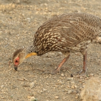 Szponiastonóg żółtogardły - Pternistis leucoscepus - Yellow-necked Spurfowl