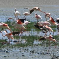 Flaming różowy - Phoenicopterus roseus - Greater Flamingo