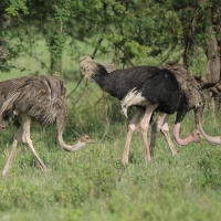 Struś czerwonoskóry - Struthio camelus - Common Ostrich