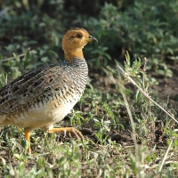 Frankolin jasnogłowy - Peliperdix coqui  - Coqui Francolin
