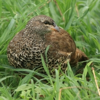 Szponiastonóg nadobny - Pternistis hildebrandti - Hildebrandt's Francolin