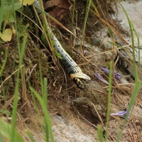 Zaskroniec - Natrix natrix - Grass snake
