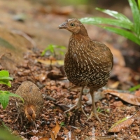 Kur cejlonski - Gallus lafayetii - Sri Lanka Junglefowl