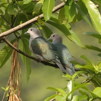 Muszkatela miedziana - Ducula aenea - Green Imperial Pigeon