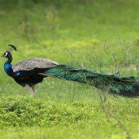 Paw indyjski - Pavo cristatus - Indian Peafowl