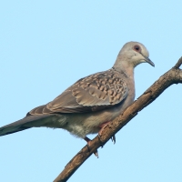 Turkawka wschodnia - Streptopelia orientalis - Oriental Turtle Dove