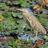 Czapla siodłata - Ardeola grayii - Indian Pond-Heron