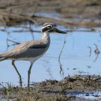 Kulon wielkodzioby - Esacus recurvirostris - Great Thick-knee