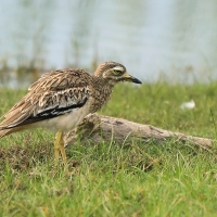 Kulon indyjski - Burhinus oedicnemus indicus - Indian Stone-curlew