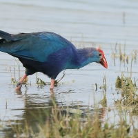 Modrzyk siwogłowy - Porphyrio p. poliocephalus - Grey-headed Swamphen