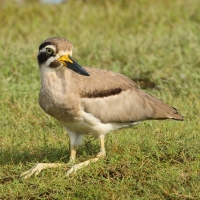 Kulon wielkodzioby - Esacus recurvirostris - Great Thick-knee