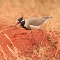 Czajka czarnoczuba - Vanellus tectus - Black-headed Lapwing